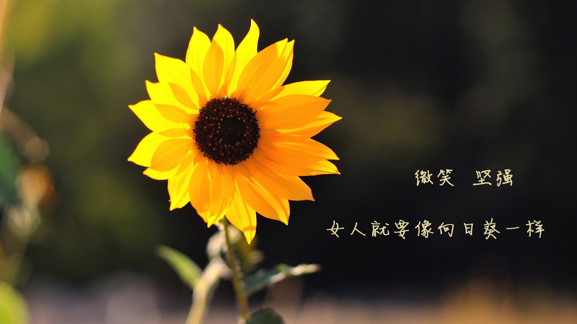 九游下载官网-“足球场馆智能化管理系统正式投入使用”，足球场馆建设